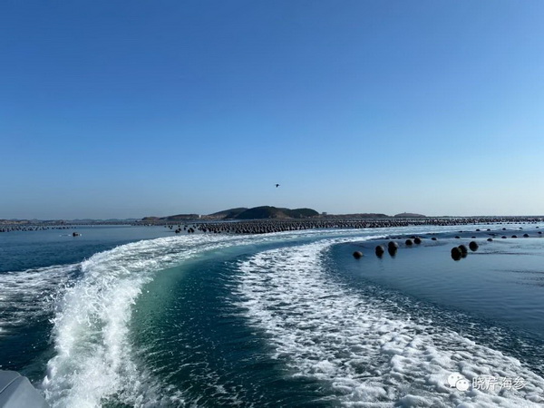 大連海參,曉芹海參,海參,海參捕撈,海參原產地,秋參.jpg