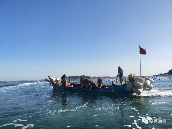 大連海參,曉芹海參,海參,海參捕撈,海參原產地,秋參.jpg