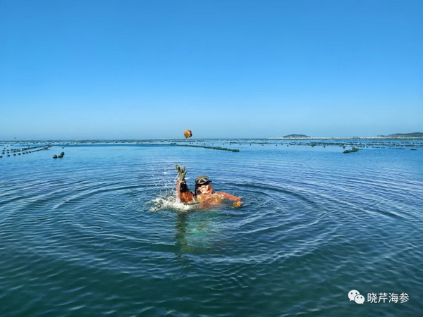 大連海參,曉芹海參,海參,海參捕撈,海參原產地,秋參.jpg