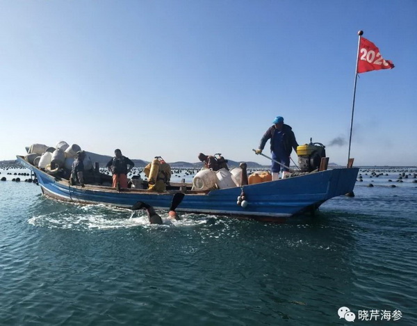 大連海參,曉芹海參,海參,海參捕撈,海參原產地,秋參.jpg